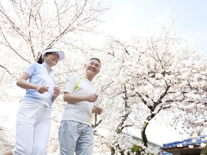 Un couple de Japonais âgés courent dans les cérisiers